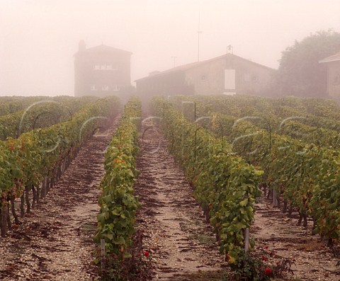 Chteau Rieussec on a misty harvest time morning    Fargues Gironde France    Sauternes  Bordeaux