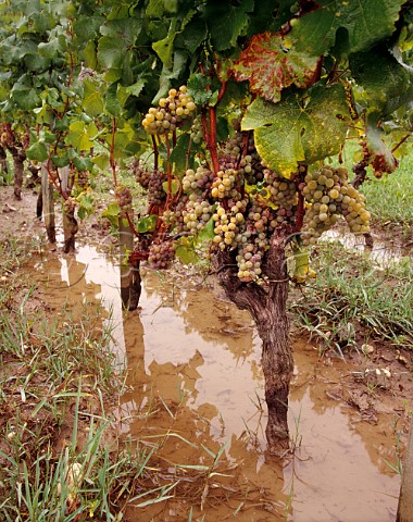 Flooded Semillon vineyard Sauternes Gironde   France  Sauternes  Bordeaux