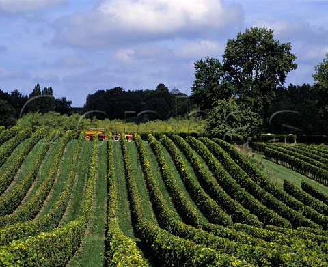 Harvesting in vineyard near CastillonlaBataille   Gironde France   Ctes de Castillon  Bordeaux