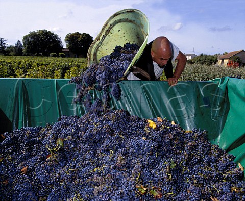 Harvesting Merlot grapes in vineyard at   Chteau la ClarireLaithwaite SteColombe   Gironde France  Ctes de Castillon  Bordeaux