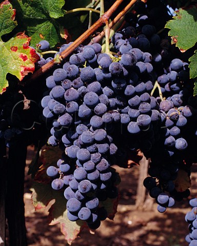 Merlot grapes in vineyard of Chteau la   ClarireLathwaite SteColombe Gironde France  Ctes de Castillon  Bordeaux