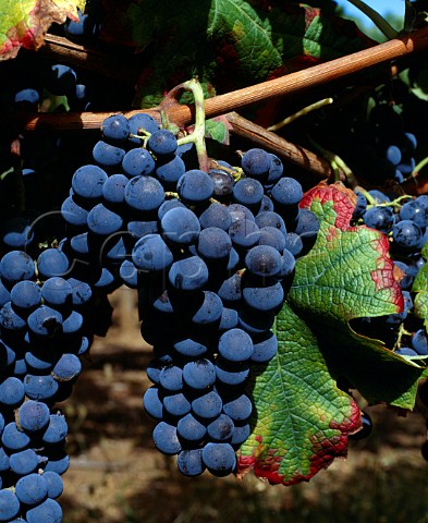 Merlot grapes in vineyard of Chteau la   ClarireLathwaite SteColombe Gironde France  Ctes de Castillon  Bordeaux