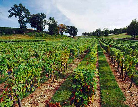 Vineyard at Chteau Laroque   StChristophedesBardes Gironde France     Stmilion  Bordeaux