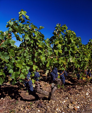 Cabernet Sauvignon vines on the gravelly soil of   Chteau HautBrion Pessac Gironde France     PessacLognan  Bordeaux