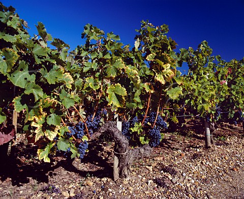 Cabernet Sauvignon vines on the gravel soil of   Chteau HautBrion Pessac Gironde France     PessacLognan  Bordeaux