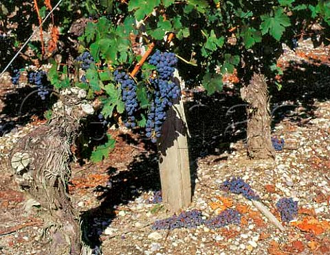Cabernet Sauvignon vines with some bunches discarded   to improve quality in the remainder Chteau de   France Lognan Gironde France  AC   PessacLognan