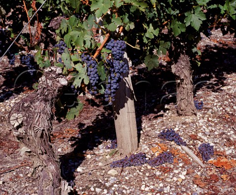 Cabernet Sauvignon vines with some bunches removed to improve quality in the remainder   Chteau de France Lognan Gironde France      PessacLognan  Bordeaux