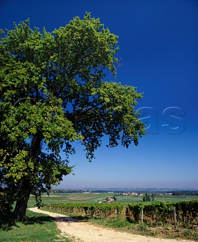 View from the hilltop vineyards of Chteau dYquem Sauternes Gironde France  Sauternes  Bordeaux