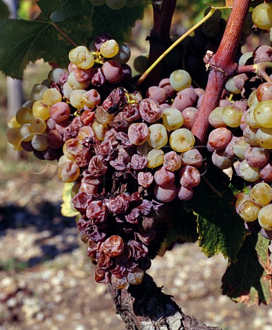 Semillon grapes being affected by botrytis noble rot in vineyard of Chteau dYquem Sauternes Gironde France  Bordeaux