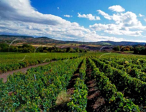 Vineyard at Gergovie south of ClermontFerrand  PuydeDme France  VDQS Ctes dAuvergne