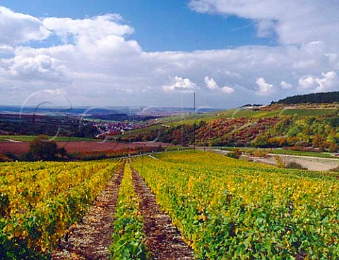 Autumnal vineyards above Irancy Yonne France     AC Bourgogne Irancy