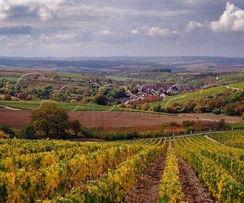Autumnal vineyard above Irancy Yonne France   AC Bourgogne Irancy
