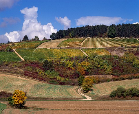 Vineyards at StBrisleVineux Yonne France Bourgogne SaintBris  Sauvignon de SaintBris