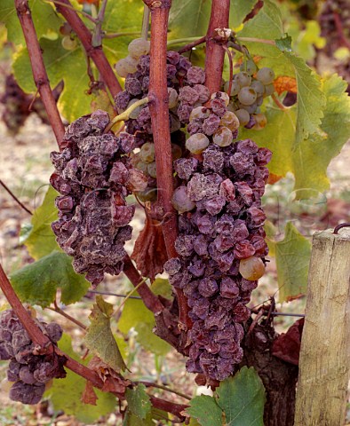 Botrytised Semillon grapes Sauternes Gironde  France   Sauternes  Bordeaux