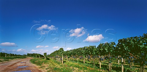 Merlot vines heavy with ripe grapes Pomerol Gironde France  Pomerol  Bordeaux