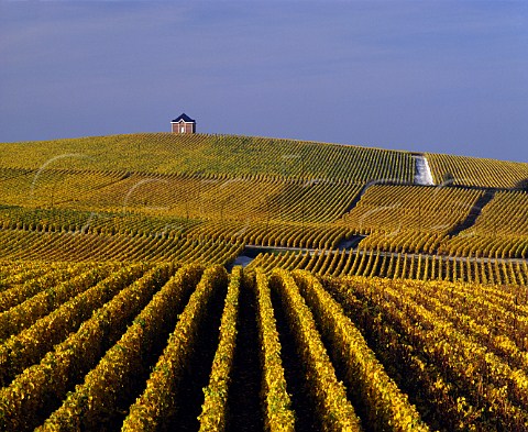 Autumnal vineyards on the Chteau de Saran estate of   Mot et Chandon Cramant Marne France   Cte des Blancs  Champagne