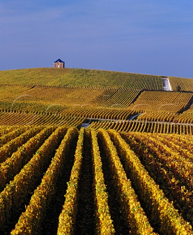 Autumnal vineyards of Mot et Chandon near to their   Chteau de Saran Cramant Marne France   Cte des Blancs  Champagne