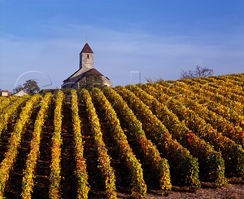 Autumnal vineyard by the church at Cuis   Marne France Cte des Blancs  Champagne