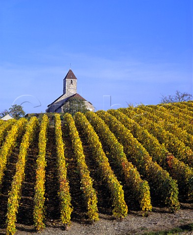 Autumnal vineyard by the church at Cuis on the   Cte des Blancs Marne France   Champagne