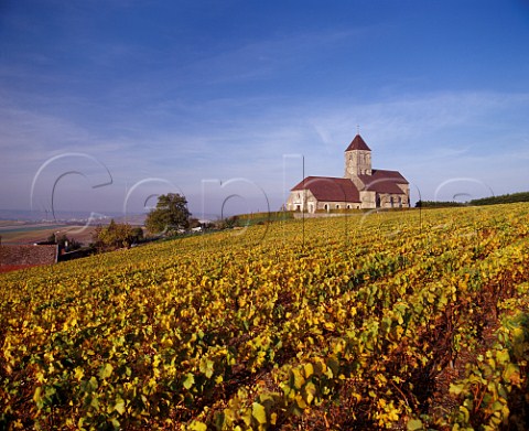 Autumnal vineyard by the church at Cuis on the Cte des Blancs Marne France   Champagne
