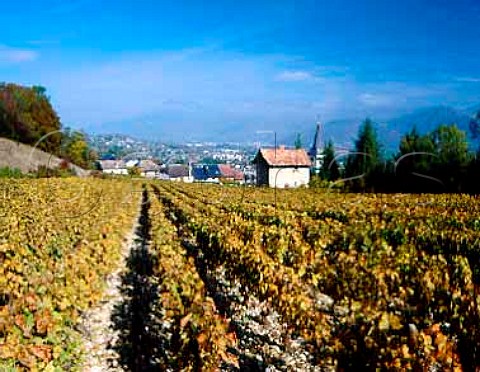 Vineyard at Apremont Savoie France AC Vin de   SavoieApremont