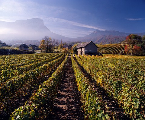 Autumnal vineyard near Apremont with Mont Granier and the Col du Granier in the distance   Savoie France   AC Vin de SavoieApremont