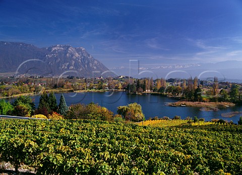 Vineyard above Lac de StAndr with Roche du Guet in distance StAndr Savoie France Vin de SavoieAbymes