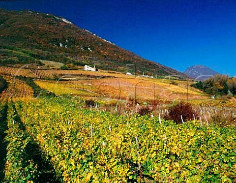 Autumnal vineyards on the slopes above Arbin   Savoie France  AC Vin de SavoieArbin