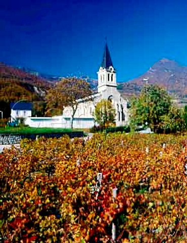 Autumnal vineyard by the church at Cruet Savoie   France AC Vin de SavoieCruet