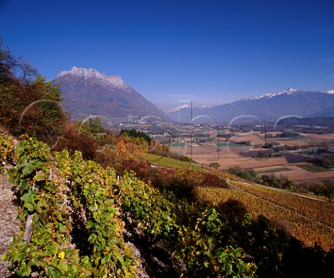 Autumnal vineyards on the slopes of the Isre Valley with Dent dArclusaz beyond   Cruet Savoie France  AC Vin de SavoieCruet
