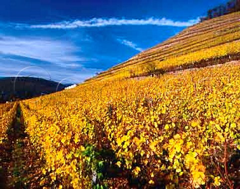 The Grand Cru Kitterle vineyard at Guebwiller  HautRhin France Alsace