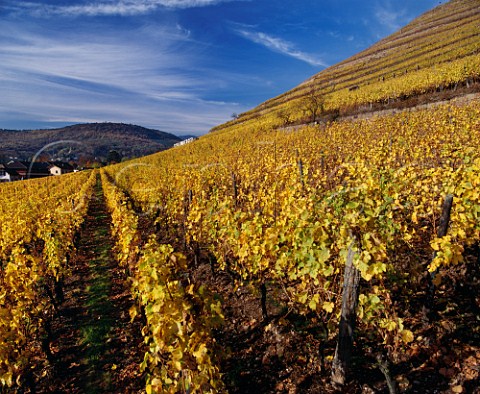 Gewrztraminer vines in the Grand Cru Kitterl   vineyard at Guebwiller HautRhin France Alsace