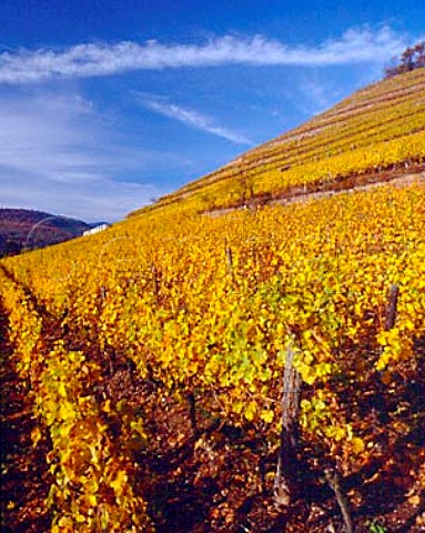 The Grand Cru Kitterle vineyard at Guebwiller  HautRhin France Alsace