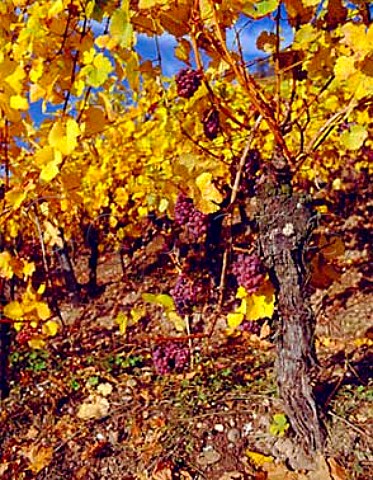 Ripe Gewurztraminer grapes in the Grand Cru   Kitterle vineyard at Guebwiller HautRhin France   Alsace