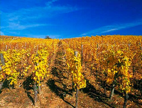 Autumnal Gewrztraminer vines in the Grand Cru   Zinnkoepfl vineyard above Westhalten HautRhin   France  Alsace
