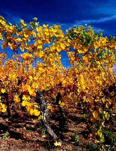 Autumnal Gewrztraminer vines in the Grand Cru   Zinnkoepfl vineyard above Westhalten HautRhin   France  Alsace