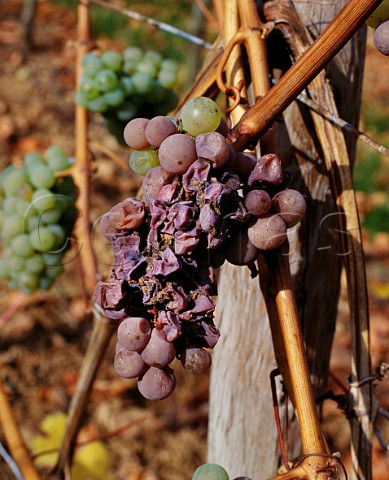 Riesling grapes affected by Noble Rot Botrytis in early November Westhalten HautRhin France  Alsace