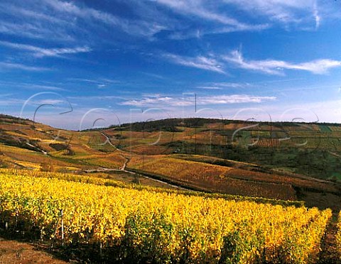 Autumnal vineyards at Westhalten HautRhin France   Alsace