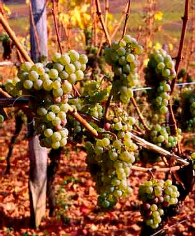 Riesling grapes in early November Westhalten   HautRhin France  Alsace