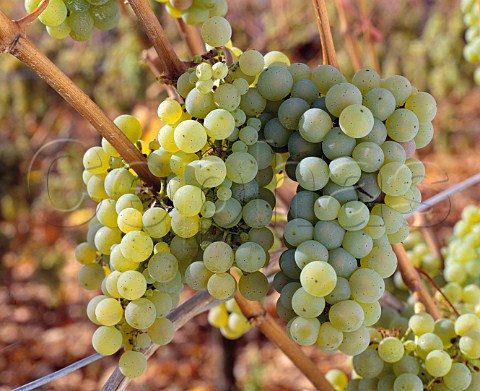 Riesling grapes in early November   Westhalten HautRhin France  Alsace