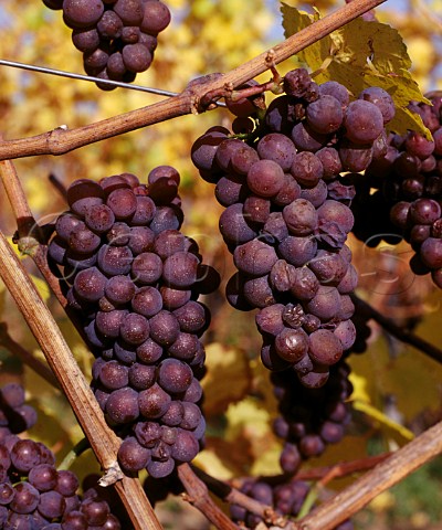 Pinot Gris grapes on the vine in early November   Westhalten HautRhin France  Alsace