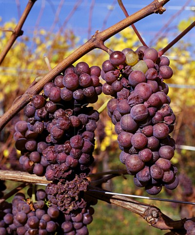 Pinot Gris grapes starting to be shrivelled by Noble   Rot Botrytis in early November Westhalten   HautRhin France Alsace