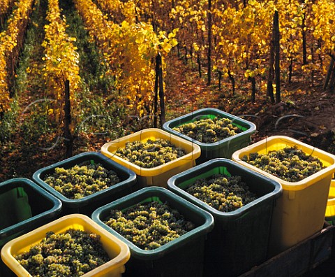 Harvested Riesling grapes of Marcel Lipp in early November in the Grand Cru Pfersigberg vineyard Eguisheim HautRhin France  Alsace