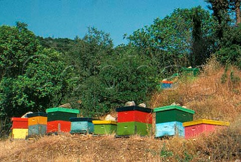 Beehives from which comes the famous   thyme scented honey of Cephalonia Ionian   Islands Greece