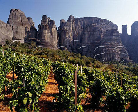 Vineyard below rock pinnacles of the Meteora Thessaly Greece