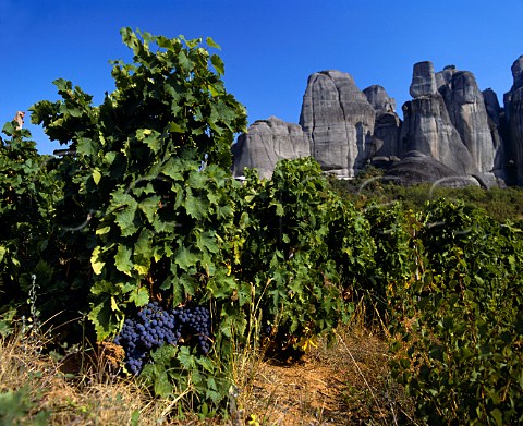 Vineyard below some of the rock pinnacles of the   Meteora Thessaly Greece grapes