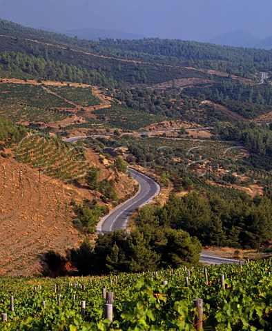 Vineyards of Domaine Porto Carras   Sithonia Halkidiki Greece