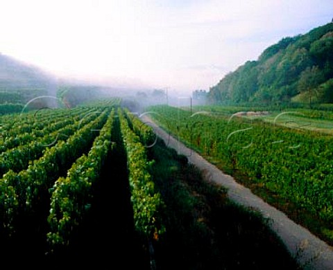 Vineyards above the morning mist high up on the   slopes of the Kaiserstuhl near Schelingen Baden   Germany    KaiserstuhlTuniberg Bereich