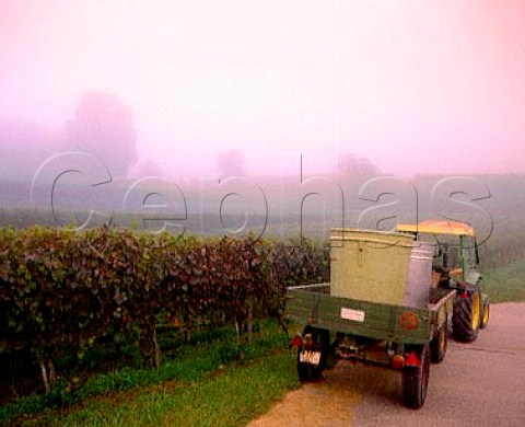 Tractor with grape tubs in the vineyards on the   slopes of the Kaiserstuhl near Bickensohl Baden   Germany    KaiserstuhlTuniberg Bereich