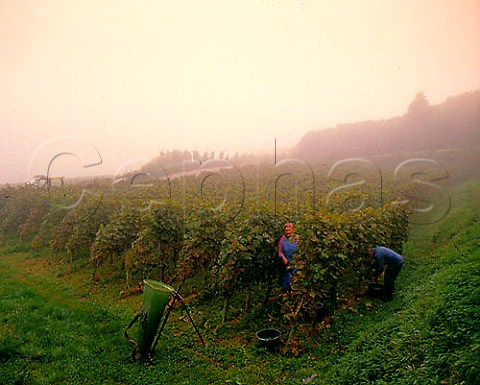 Harvesting in the morning mist in vineyard on the   slopes of the Kaiserstuhl near Vogtsburg Baden   Germany    KaiserstuhlTuniberg
